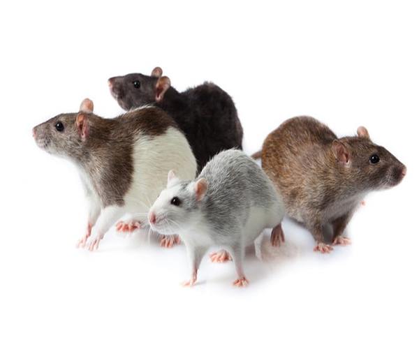 Cuidado de ratones y ratas
