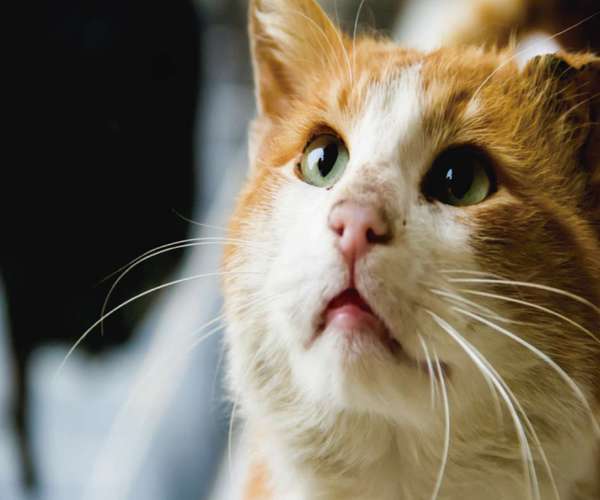 insuficiencia renal crónica en gatos 