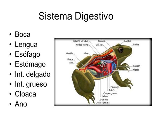 Sistema digestivo de una rana