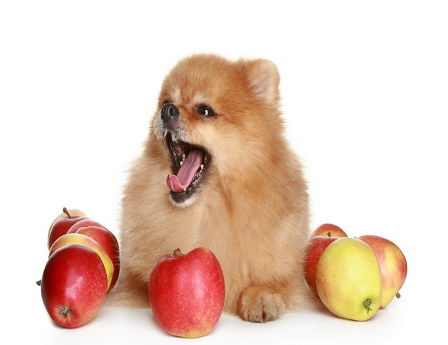 manzana perro